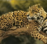 Jaguar