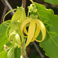 Ylang-Ylang