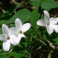 Jasmin