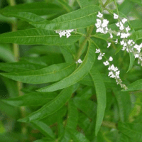 Verveine citronnée