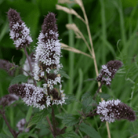 Menthe poivrée