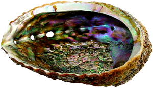 Abalone Shell