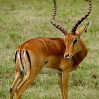 Antilope