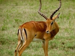 Antilope