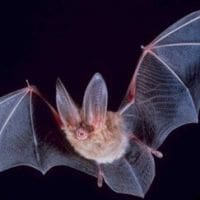 Chauve-souris