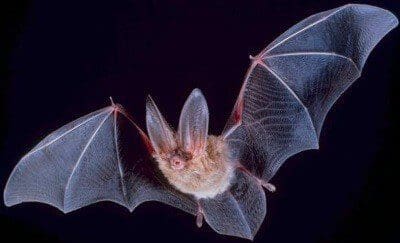 Chauve-souris