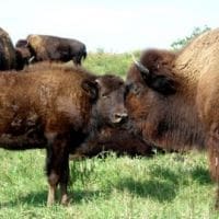 Bison