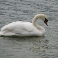 Cygne