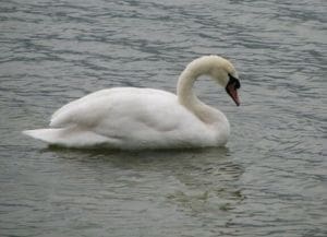 Cygne