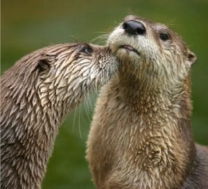 Loutre