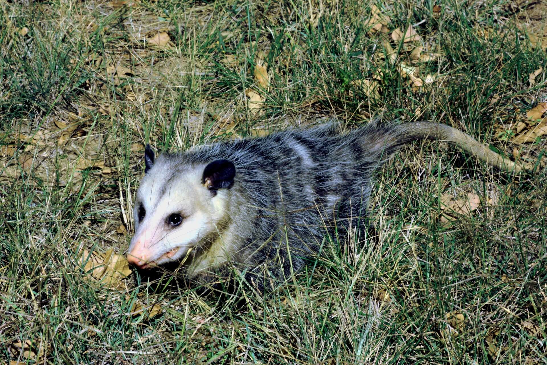 Opossum