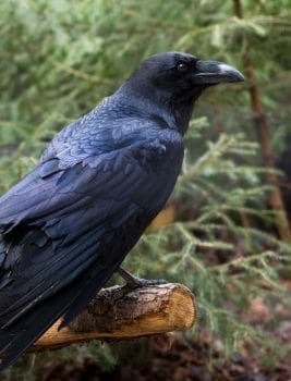 Raven