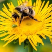 Be Energized: Sun, Water and Dandelion