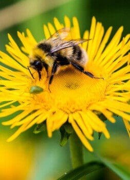 Fais le plein d’énergie : Soleil, Eau et Pissenlit